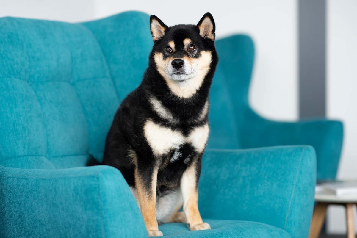 Daiki